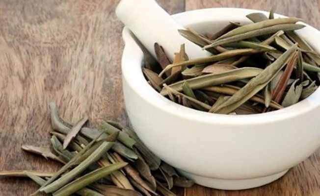 OLIVO, HOJAS DE OLIVO Y ACEITE DE OLIVA